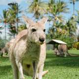 Image related to Kangaroo Island Wildlife Park