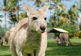 IgluCruise.Application.ViewModels.Shared.WebImageViewModel?.Description