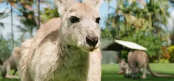 Image related to Kangaroo Island Wildlife Park