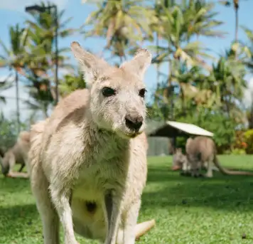 Image related to Kangaroo Island Wildlife Park