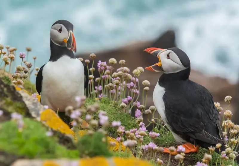 Image related to Vigur Island 