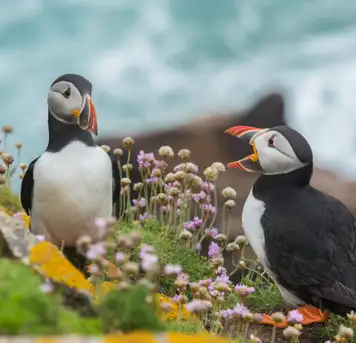 Image related to Vigur Island 