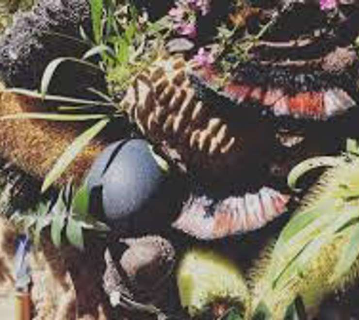 Bush Tucker & Medicine Walks