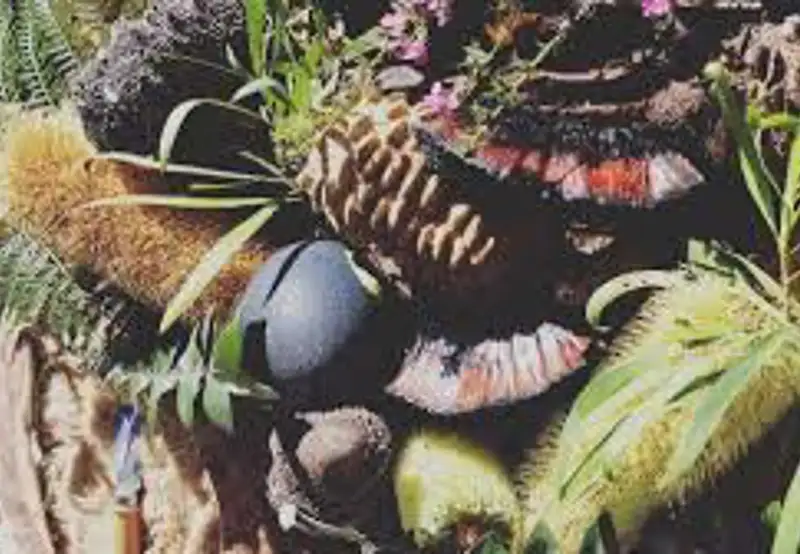 Bush Tucker & Medicine Walks