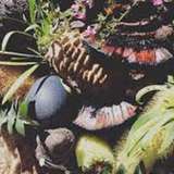 Image related to Bush Tucker & Medicine Walks