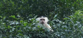 Monkey Island