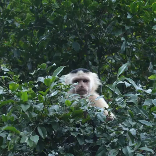 Image related to Monkey Island