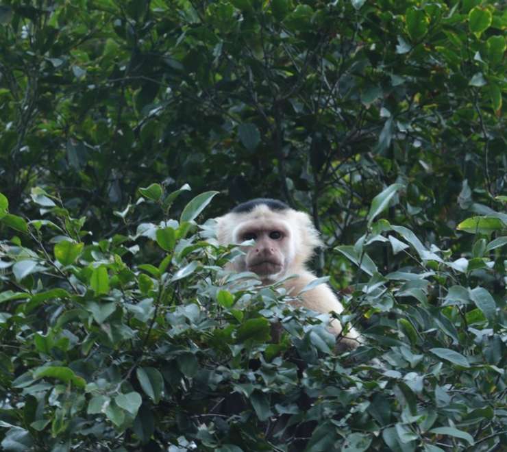 Monkey Island