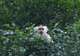 Monkey Island