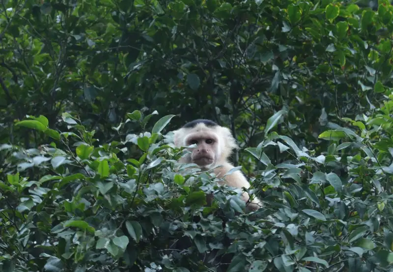 Monkey Island