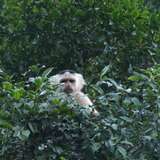 Image related to Monkey Island