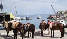 Image related to Hydra