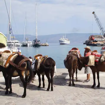 Image related to Hydra