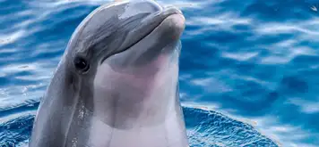 Image related to Swim with Dolphins