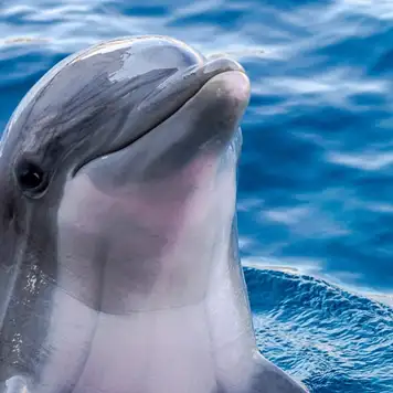 Image related to Swim with Dolphins