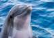 Swim with Dolphins