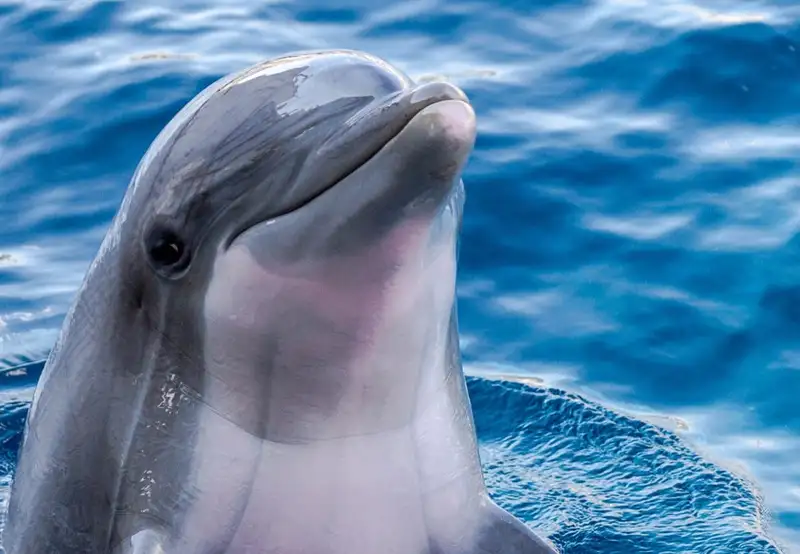 Swim with Dolphins