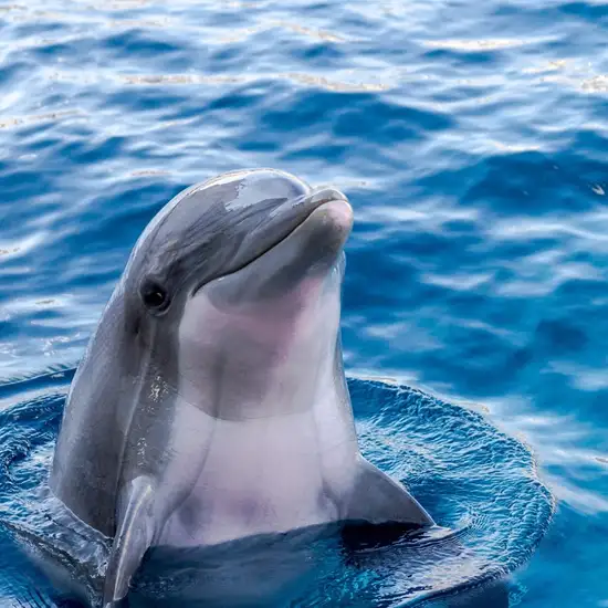Image related to Swim with Dolphins