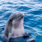 Image related to Swim with Dolphins