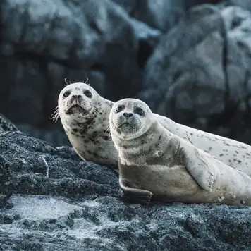 Image related to Wildlife Watching 