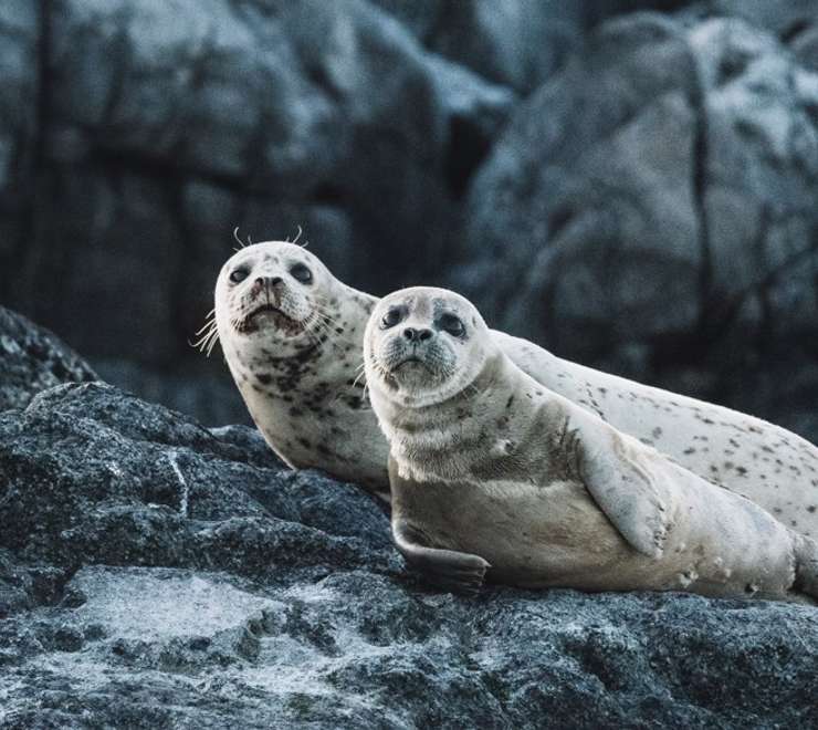 Wildlife Watching 