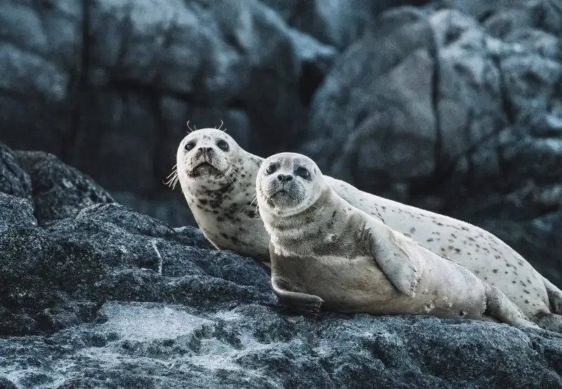 Image related to Wildlife Watching 