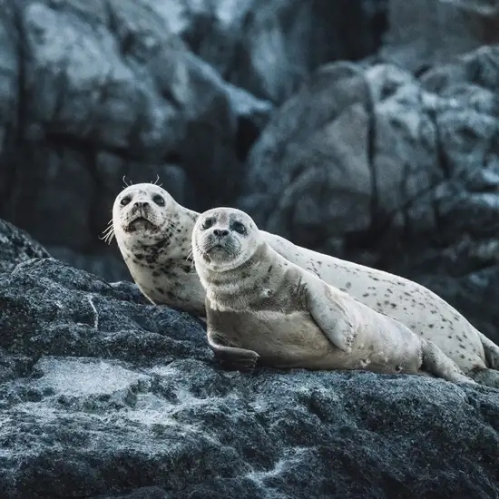 Image related to Image related to Wildlife Watching 