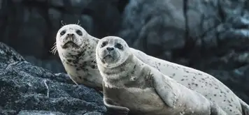 Image related to Image related to Wildlife Watching 