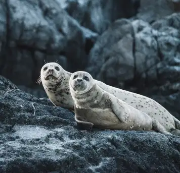 Image related to Wildlife Watching 