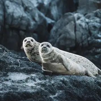 Image related to Wildlife Watching 