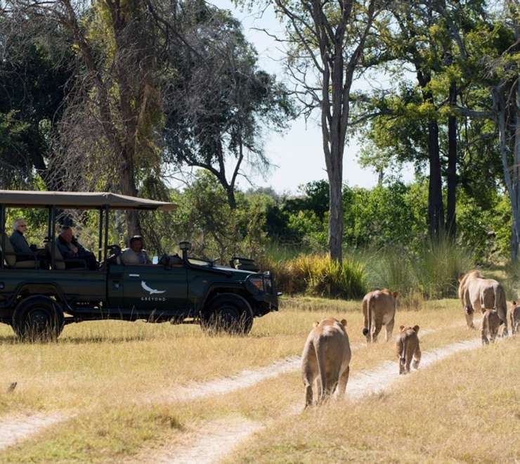 Okavango Delta, Botswana- Game Drives