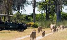 Okavango Delta, Botswana- Game Drives