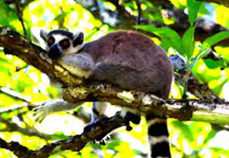 Visit Nahampoana Reserve