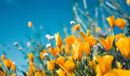 Image related to Fitzgerald’s Park