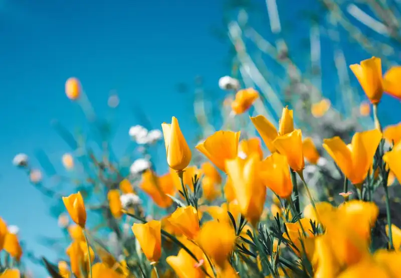 Image related to Fitzgerald’s Park