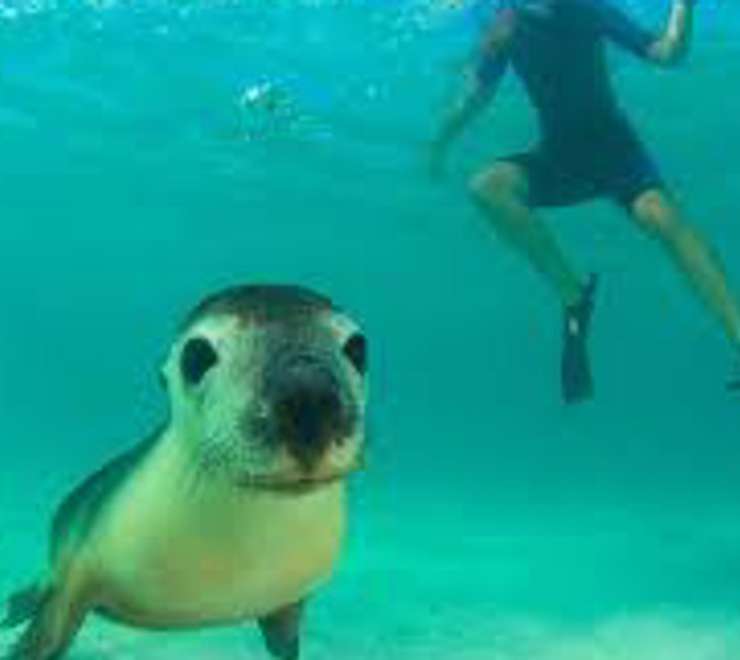 Swim with Sea Lions