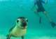 Swim with Sea Lions