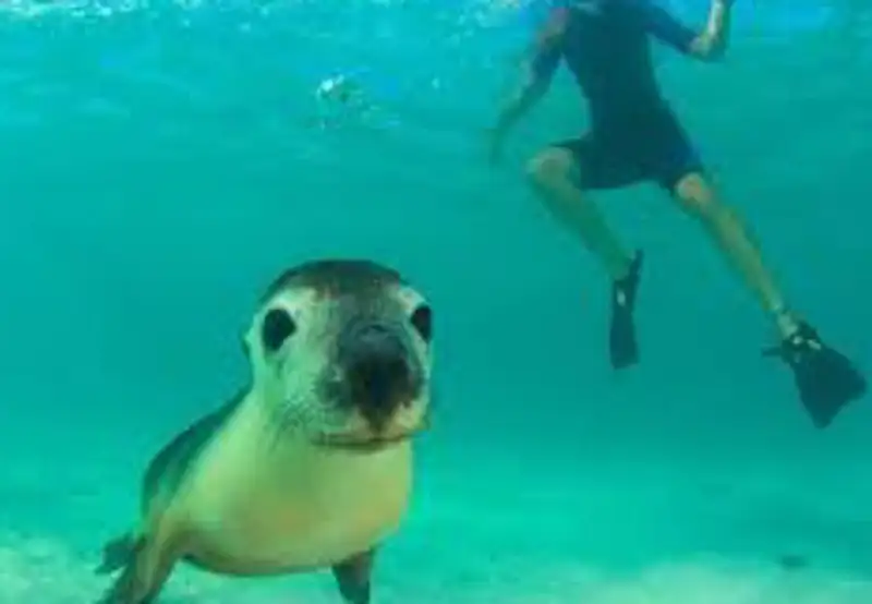 Swim with Sea Lions