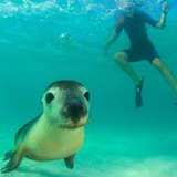 Image related to Swim with Sea Lions