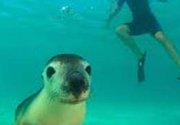 IgluCruise.Application.ViewModels.Shared.WebImageViewModel?.Description