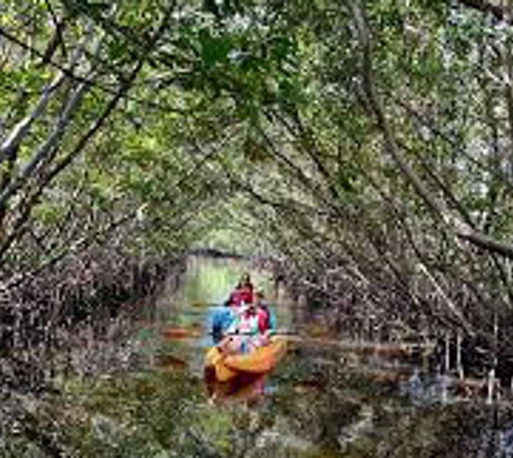 Kayaking in the Mangroves
