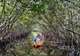 Kayaking in the Mangroves