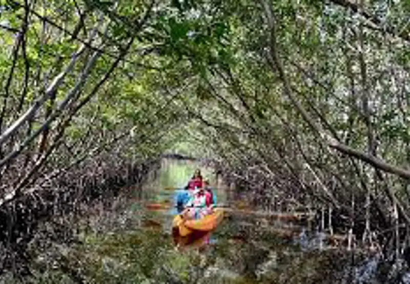 Kayaking in the Mangroves