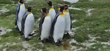 Image related to Yorke Bay