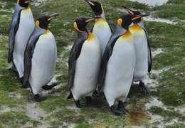 IgluCruise.Application.ViewModels.Shared.WebImageViewModel?.Description