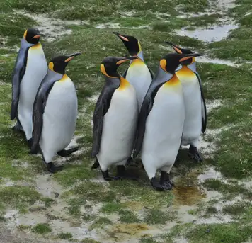 Image related to Yorke Bay