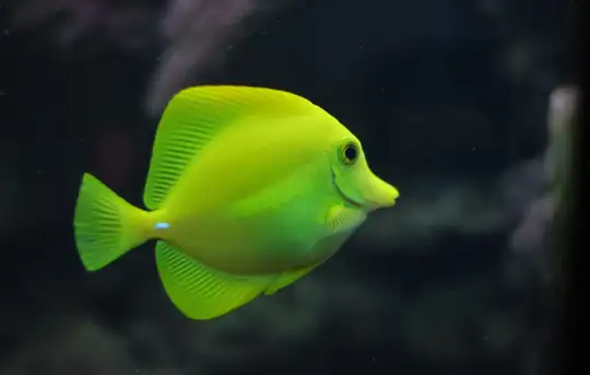 Image related to Aquarium 