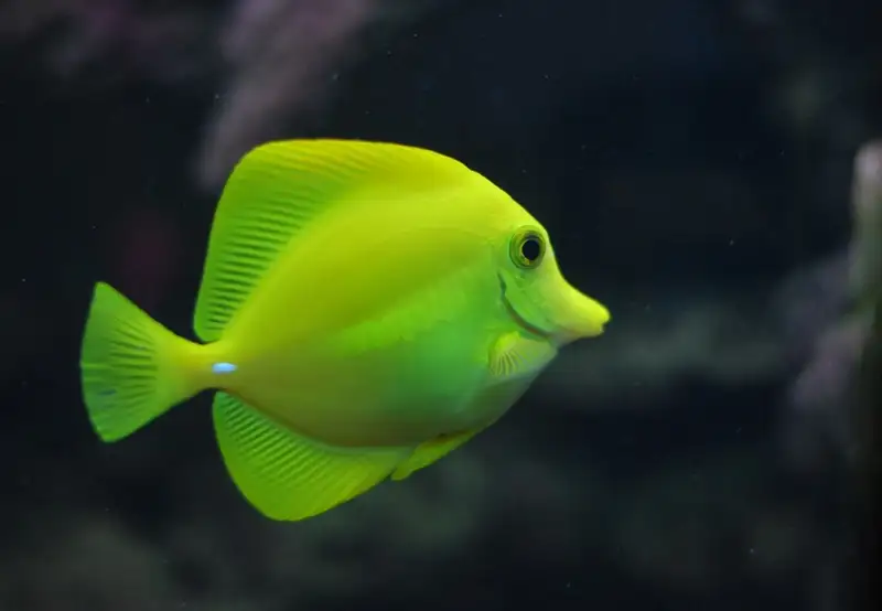 Image related to Aquarium 