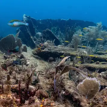 Image related to Rhone National Marine Park