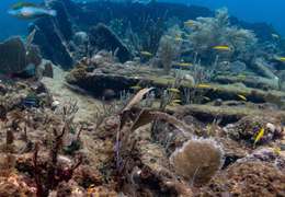 IgluCruise.Application.ViewModels.Shared.WebImageViewModel?.Description